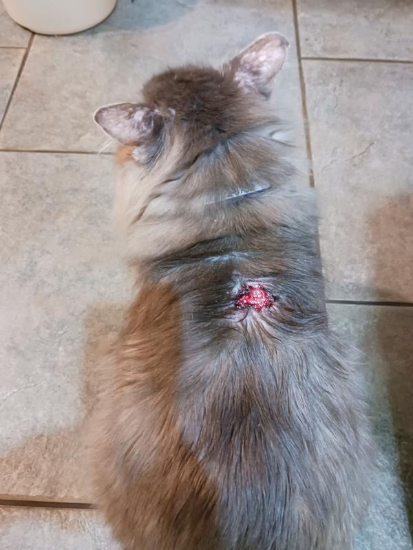 Large open wound overnight caused from Advantage XD