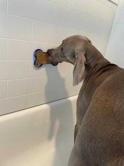 Dog bath peanut butter clearance holder