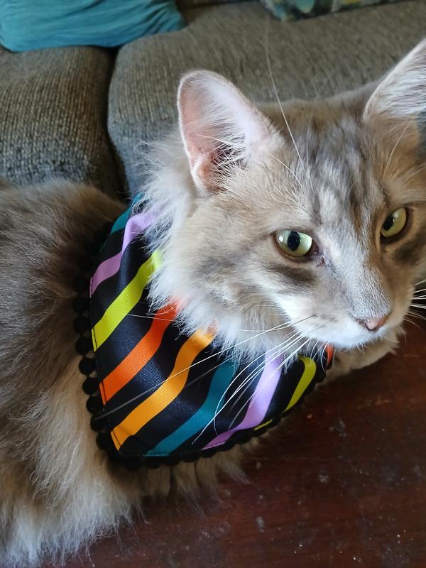 Logan modeling his Frisco Halloween bandana