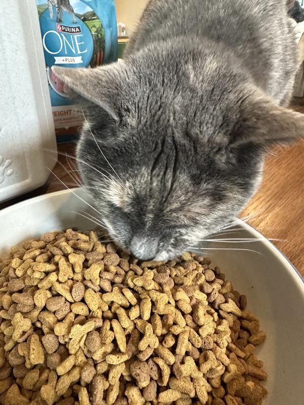 Mouser enjoying Purina One Plus Ideal Weight Heigh Protein