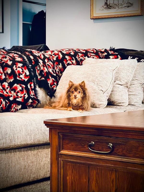 10 pound old long haired chiwowoa.