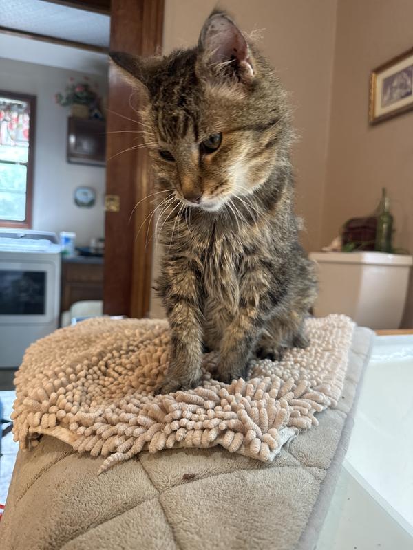 My sweet little old girl!❤️