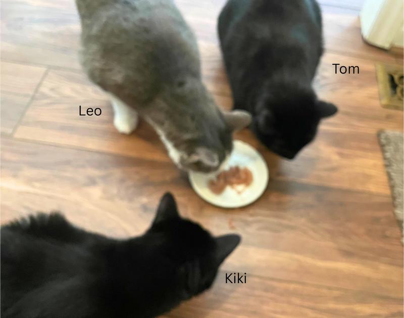 Three cats fighting over the food