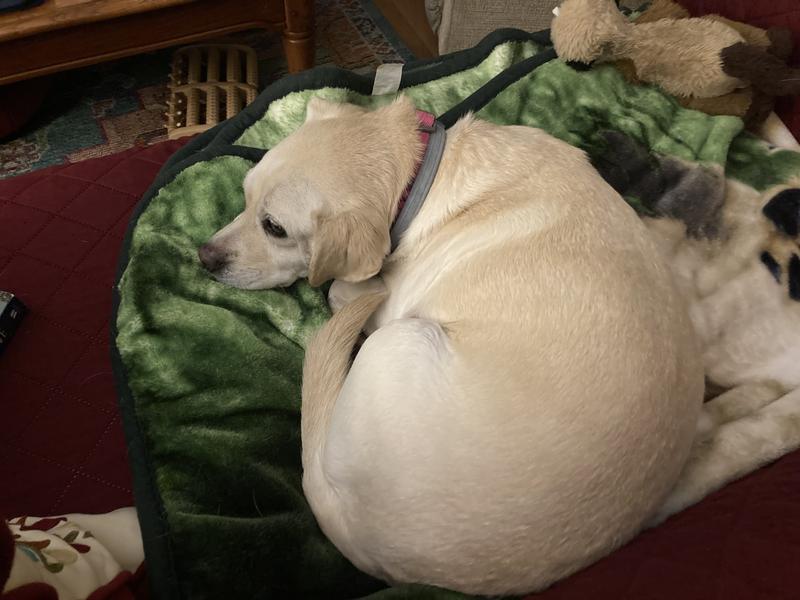 Dolly relaxing on her favorite blanket:)