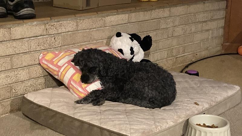 Taz taking a snooze.