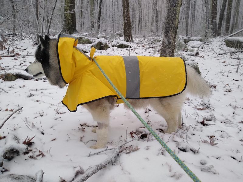 Full coverage Waterproof Large Dog raincoat #2