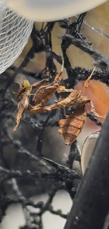 I3 GhostMantis eating tiny flightless Flies