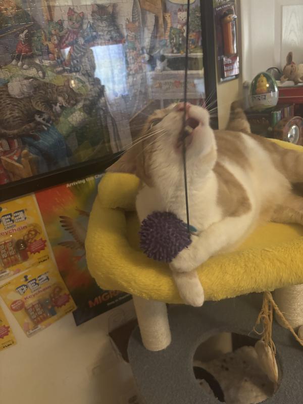 Our cat, Sunny, enjoying his new toys!