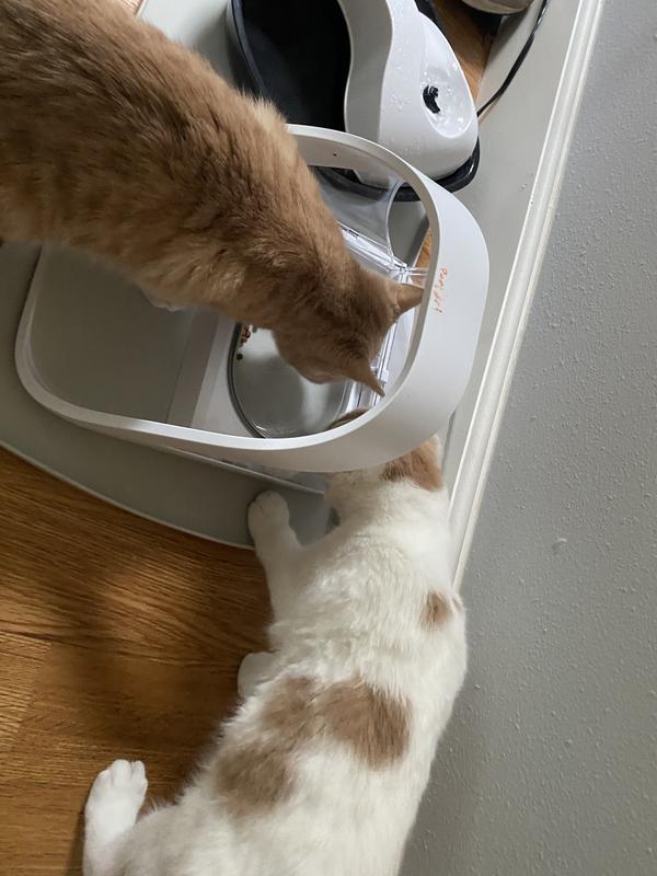 SUREFEED Microchip Small Dog & Cat Feeder, 1 count - Chewy.com SUREFEED Microchip Small Dog & Cat Feeder, 1 count - Chewy.com
