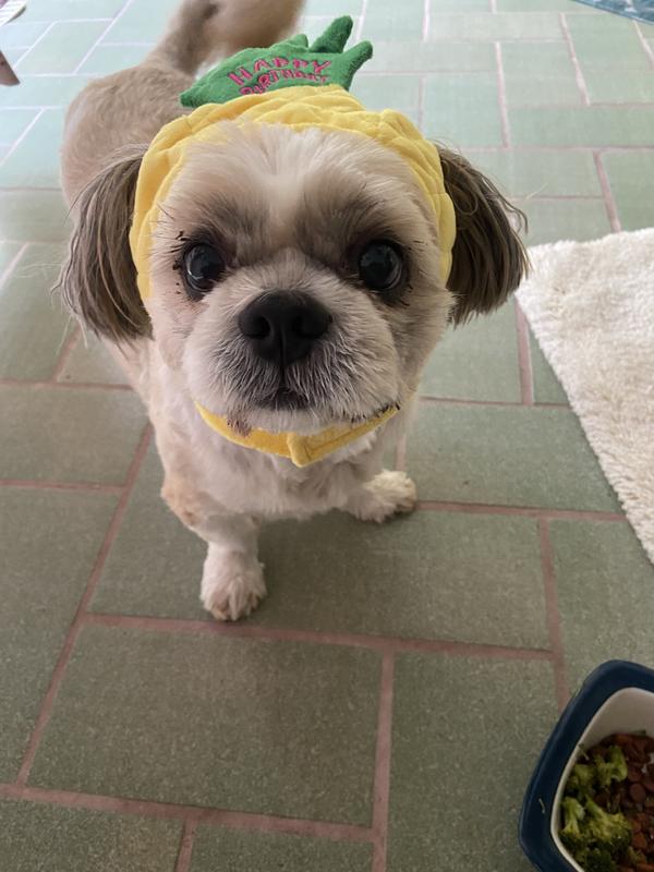 My Shih tzu wearing her hat