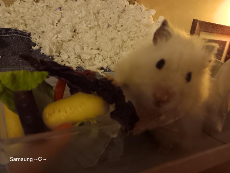 Snowball is a happy guy!