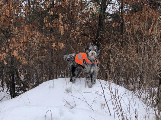 Rontu loves the cold