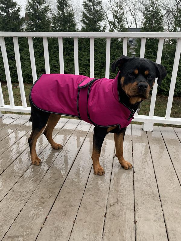 Petrageous juneau dog coat sale