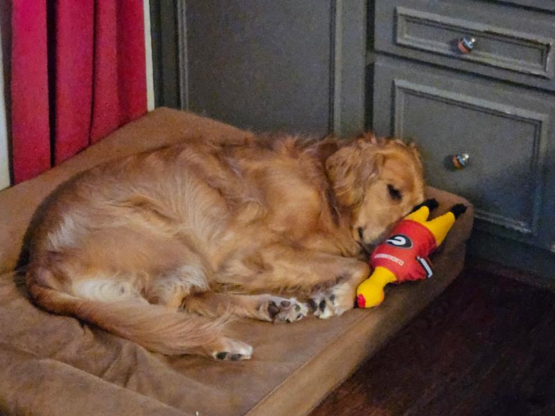 Molly resting with her UGA squeaking chicken!
