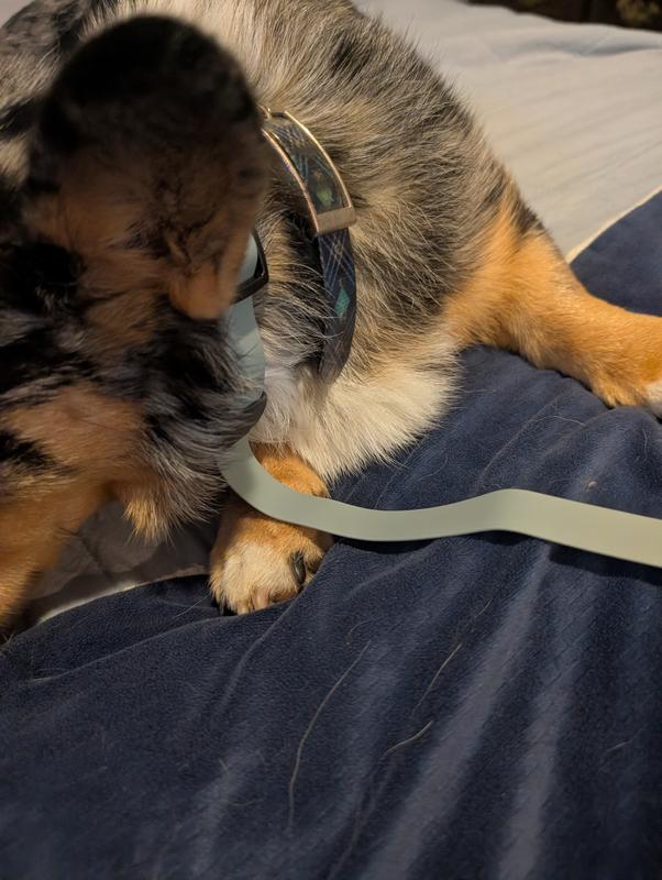 Extra length on a fat-necked Corgi