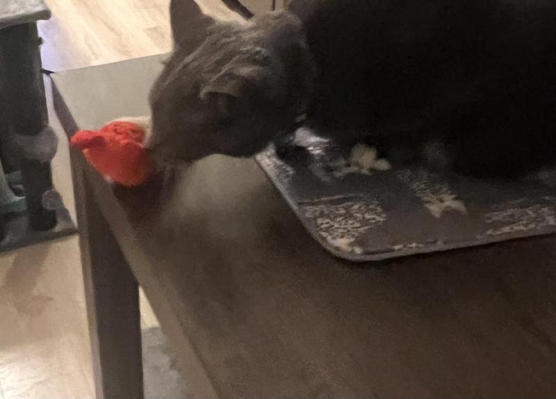 My cat playing with it right out of the package