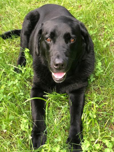 Java...a happy dog!!