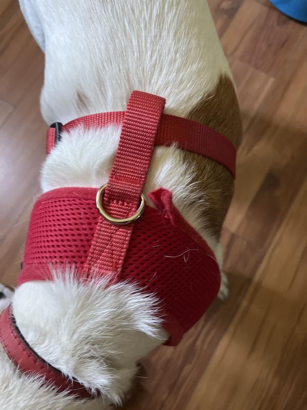 Chewy Vee Check Harness & Lead set – bearsupreme