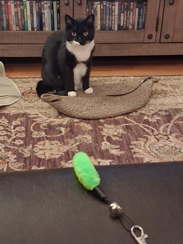 Keeping an eye on her prey
