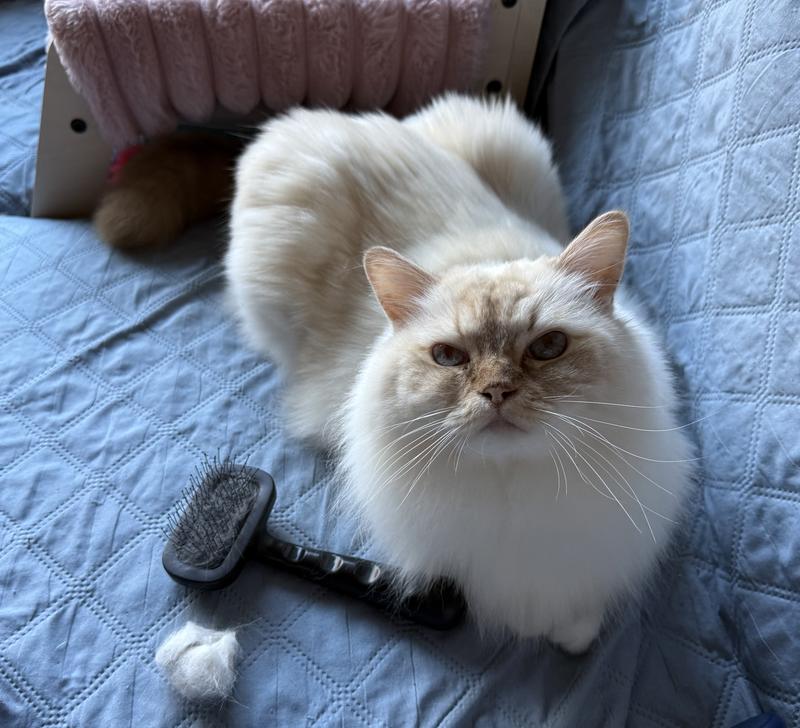 Post brushing afterglow