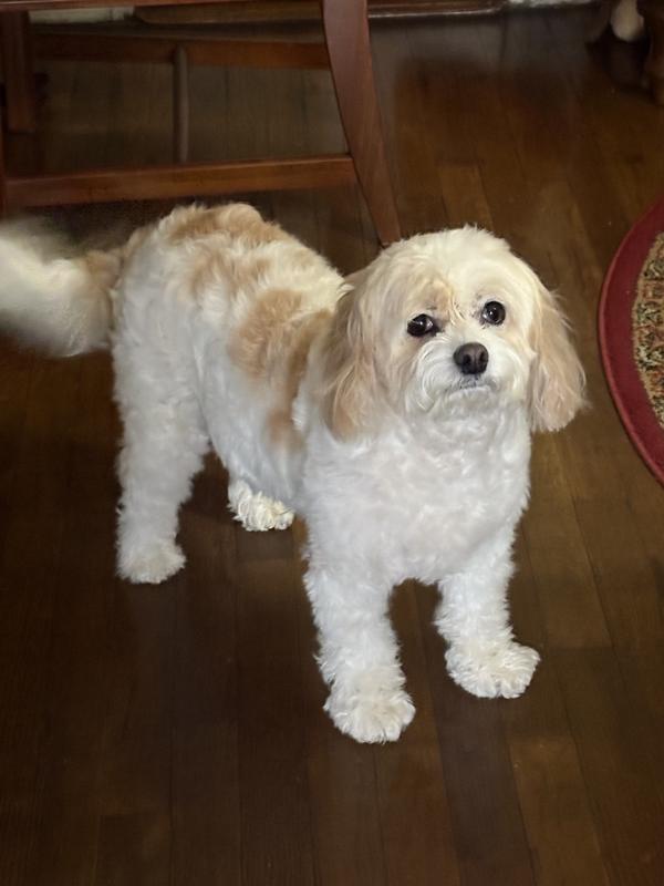 Yummy square pet treats, mommy!