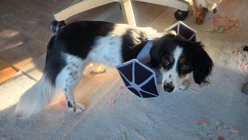 Dog tie deals fighter