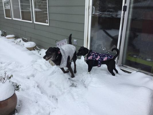 Penny the foster dog with Anna Bella in the snow!