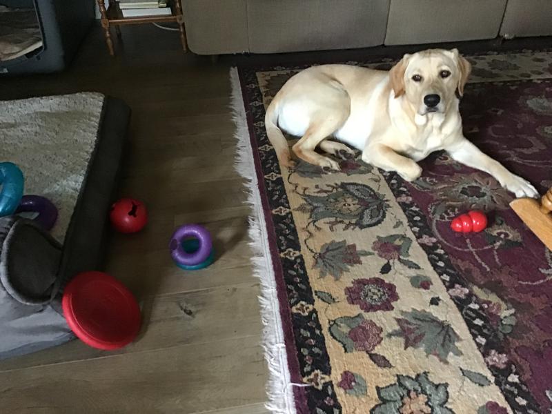Our pup with many of her Kong toys :)