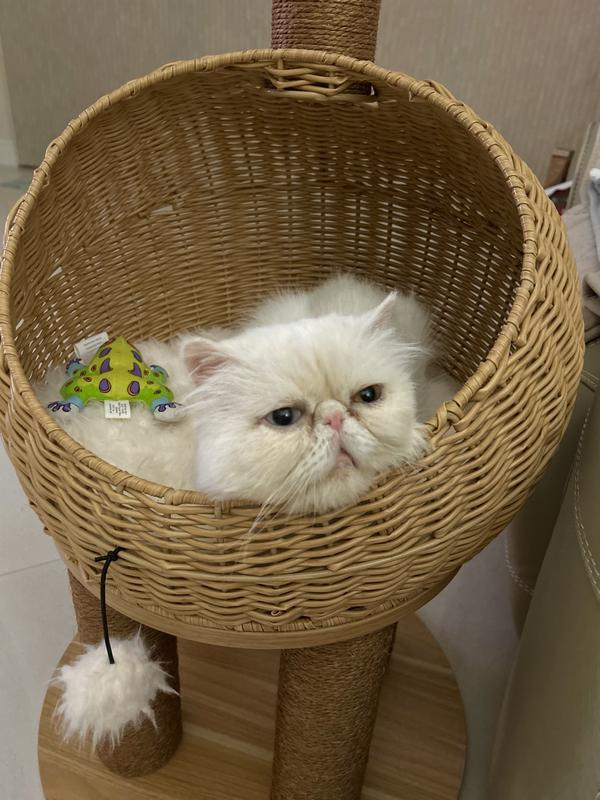 He loves relaxing in the basket