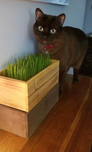 THE CAT LADIES Cat Grass Kit Decorative Wood Planter, Natural