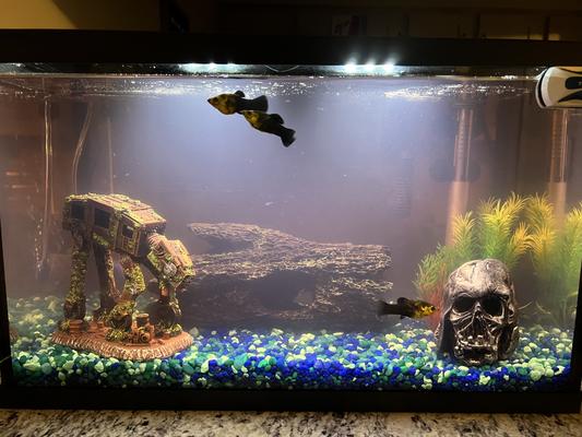 Chewy clearance aquarium decorations