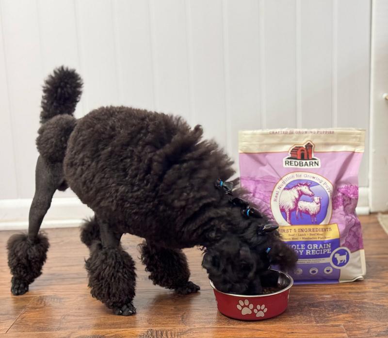 Enjoying a nice bowl of Red Barn puppy food