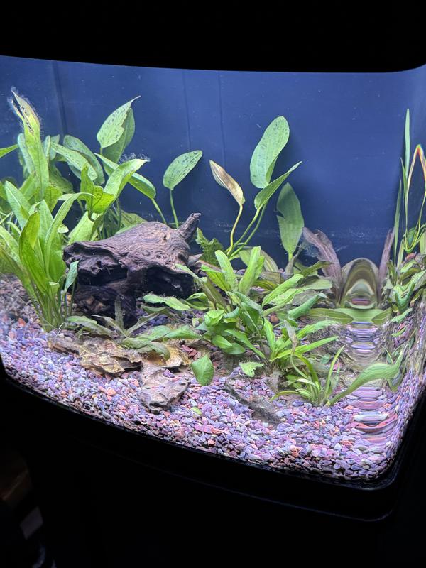 Humm a great tank for 14 gallon, I love the filter system because I was able to add the media I wanted. So far no issues.