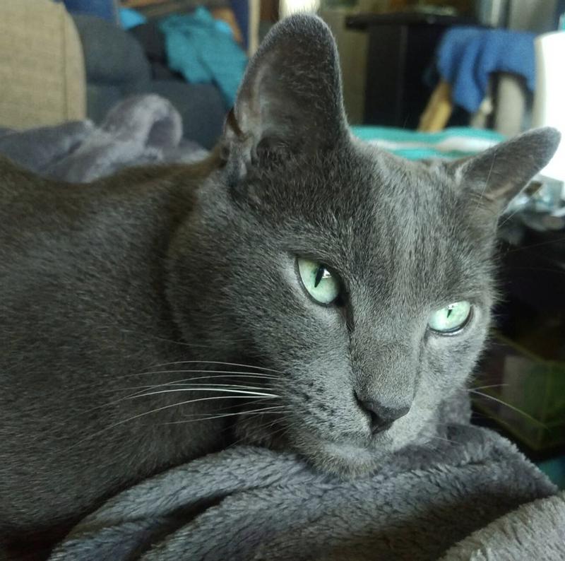 My Handsome Phantom RIP