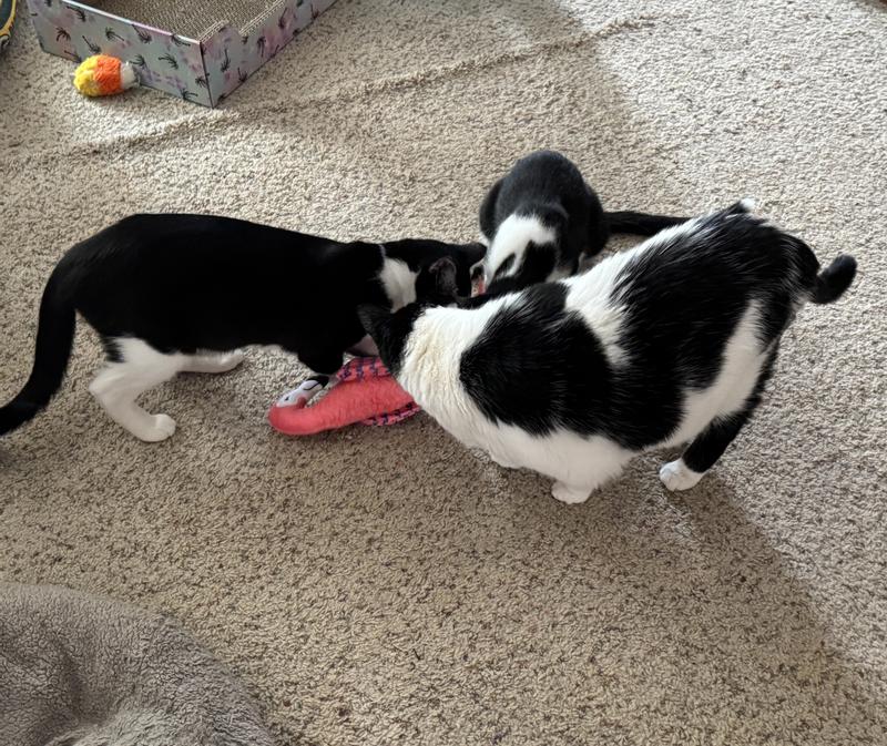 Jett, Johnny, and Junior welcome their new friend