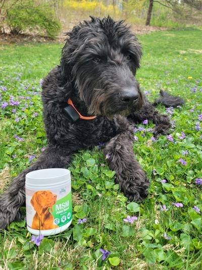 He loves his MSM Joint Boost!