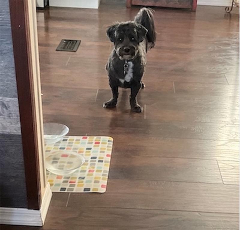 By his bowl, demanding more! LOL.