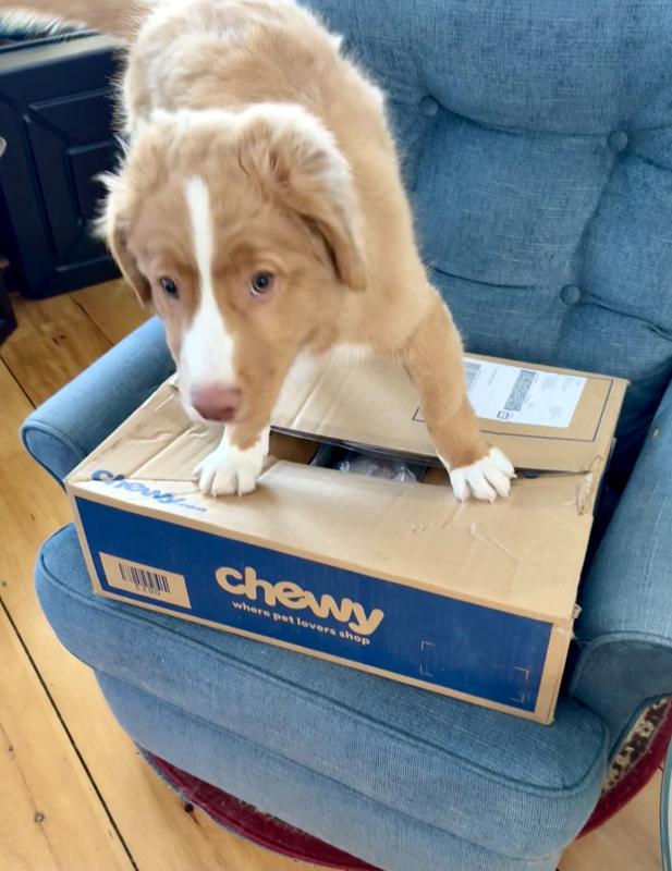 My Chewy box arrived!