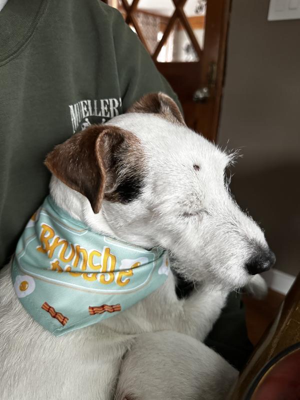 18# parson Russell terrier