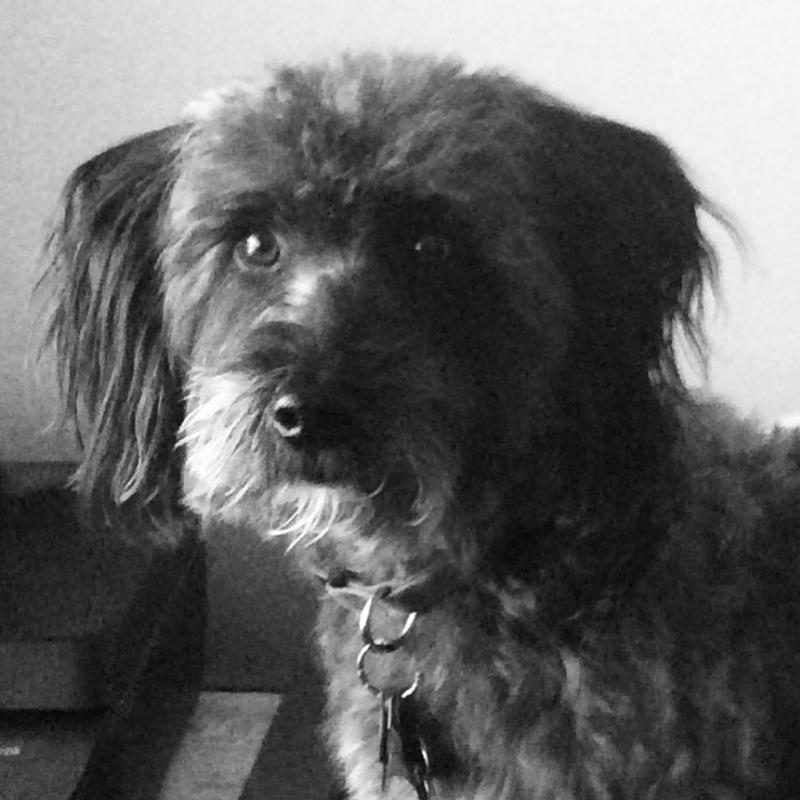 Max...my sweet companion❤️