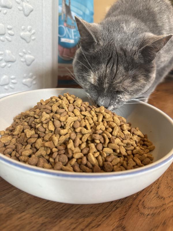 Mouser enjoying Purina One Plus Ideal Weight Heigh Protein