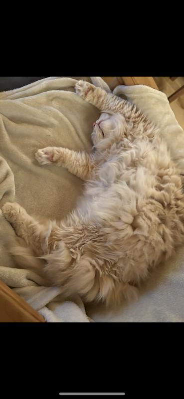 The furry beast I tried the product on.