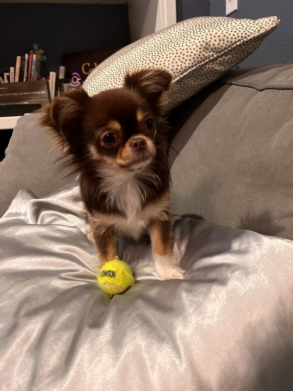 KONG Squeakair Balls Packs Dog Toy, Medium