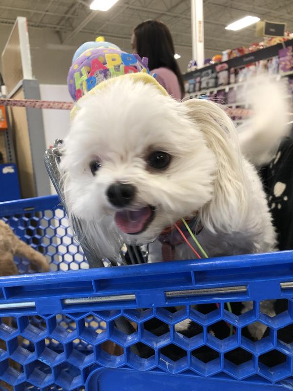 It was Fluffy’s 3rd birthday. I was hoping she would leave that birthday hat on. She did for a while!