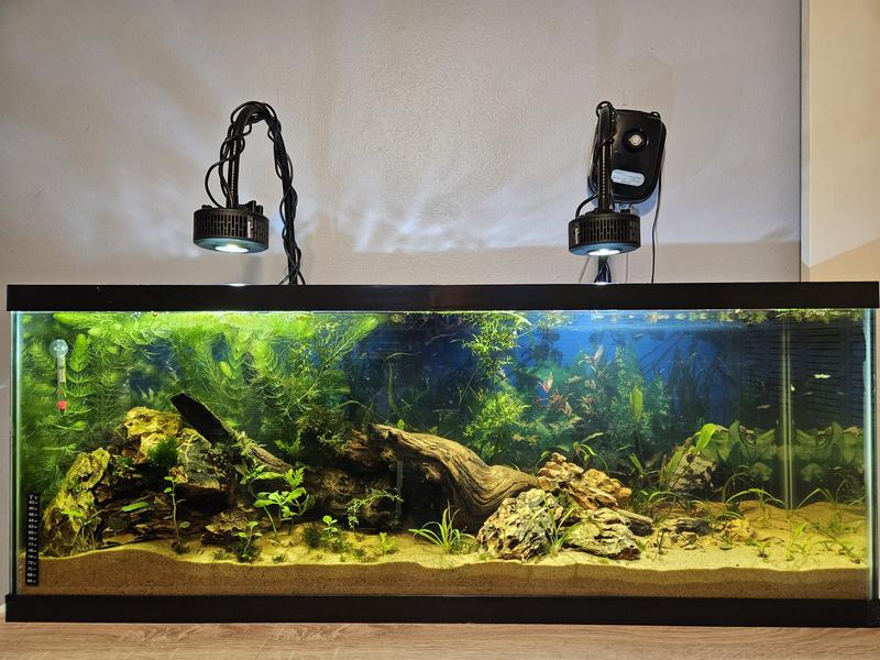 My new natural aquarium