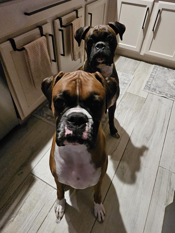 Waiting patiently for their treat