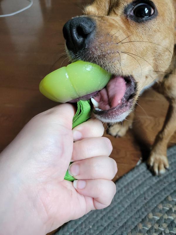 Murphy sinking his molars into the toy and not being successful! Excellent chew toy