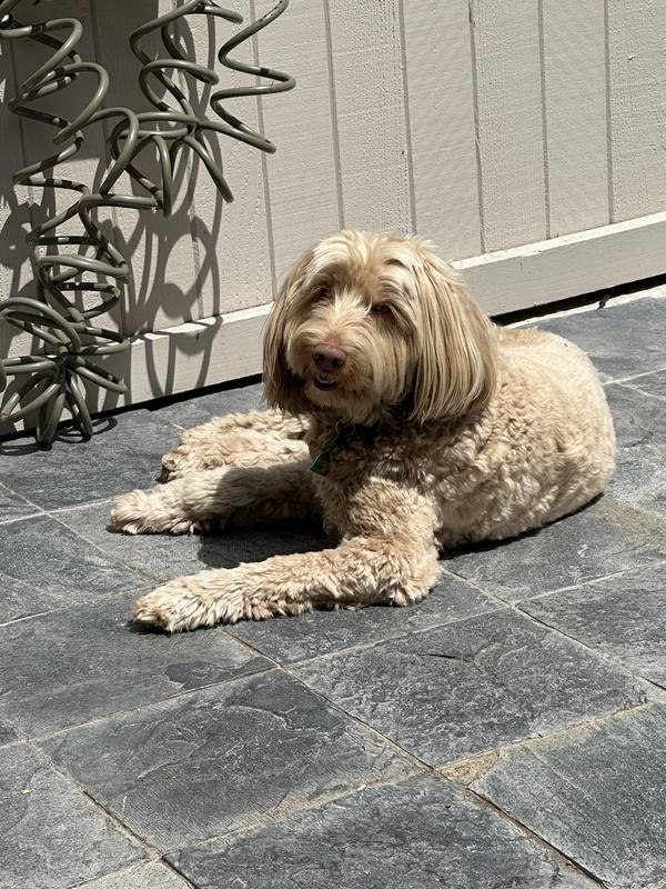 Fozi just loves this treats