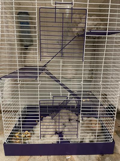 Ware chew proof 4 story cheap small animal cage