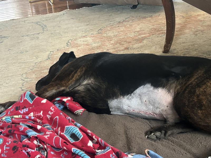 My poor guy. Very sick.